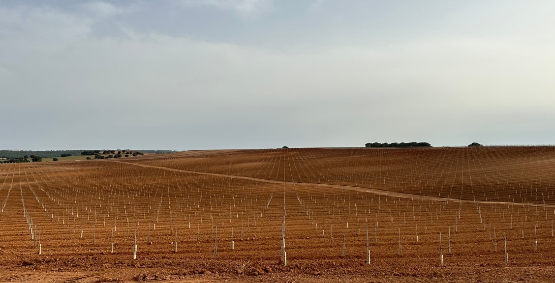 campo pistacho