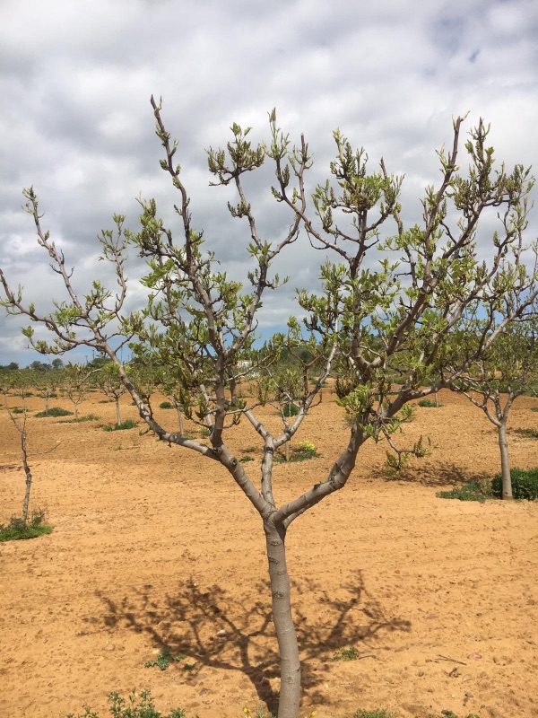 pistachero floración