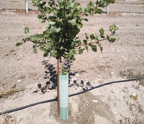 riego goteo árbol pistacho