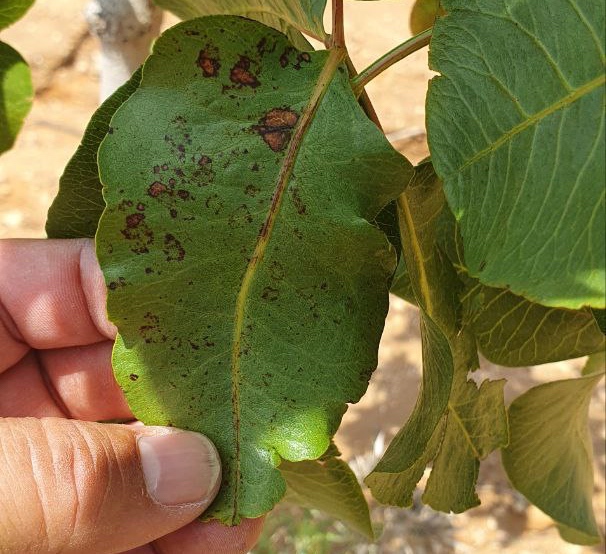 hongo en pistachero