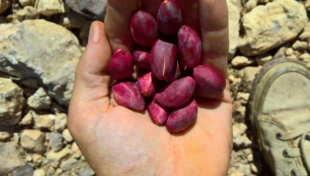 grano variedad Larnaka pistacho