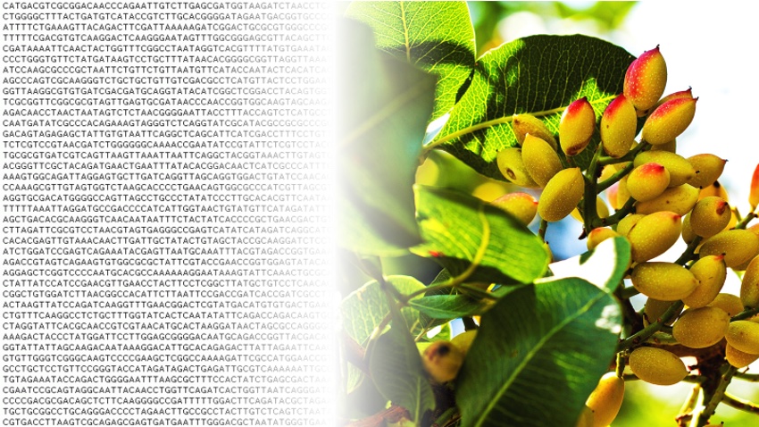 Genoma pistacho