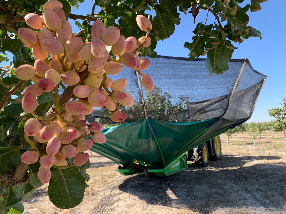 cosecha pistacho pistacyl